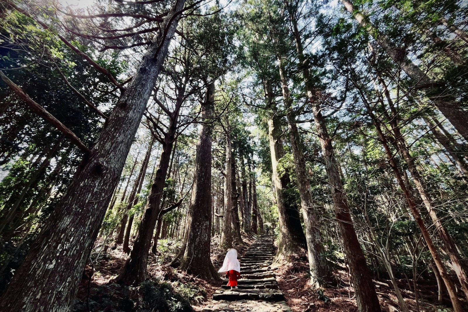 Forest Bathing in Japan’s Kumano Kodo